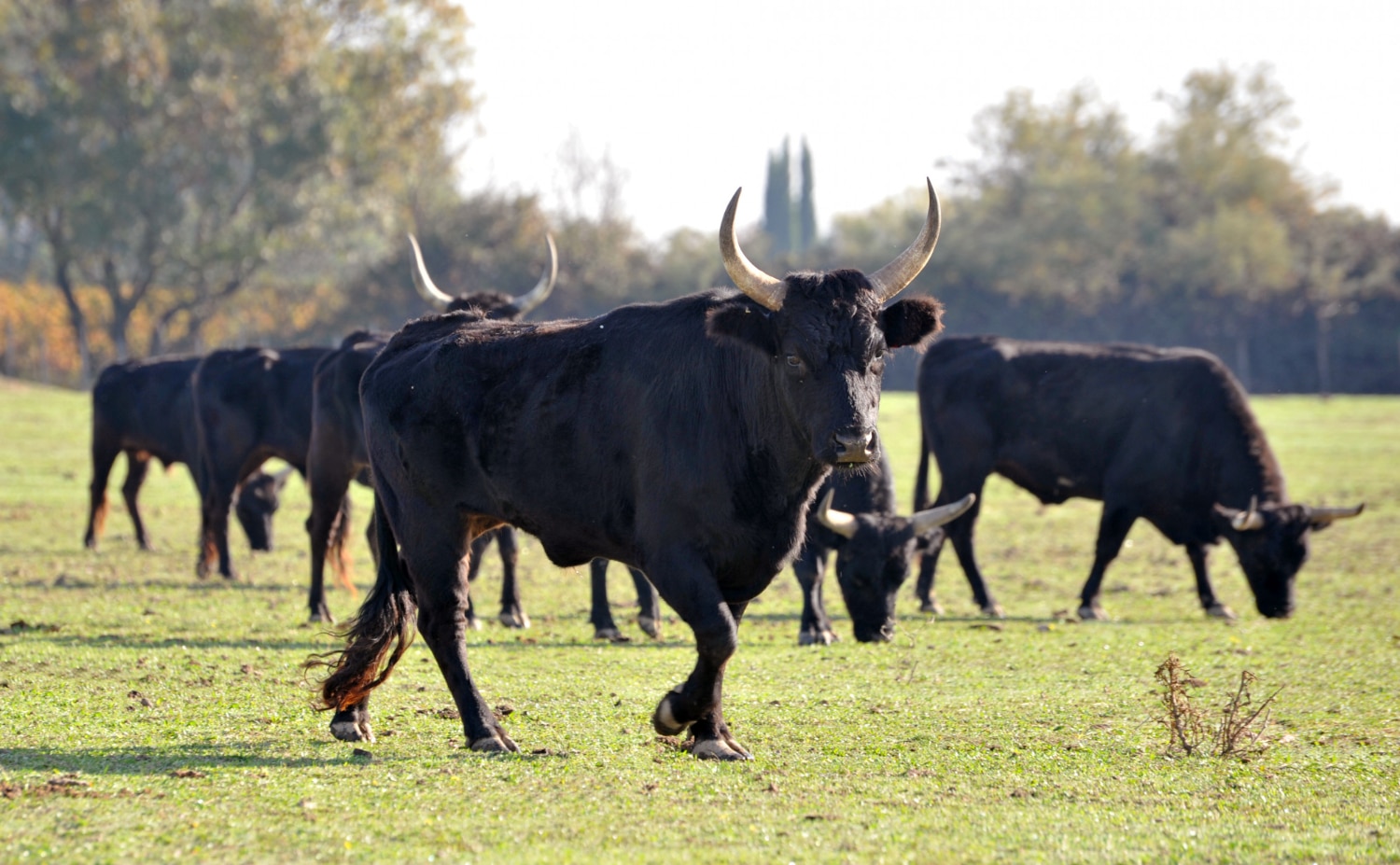 Immersion sauvage Camargue