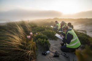 Des naturalistes recensent la flore des dunes sur l’île de Ré