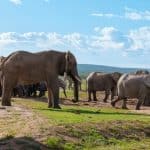 meilleurs parcs de safari en Tanzanie